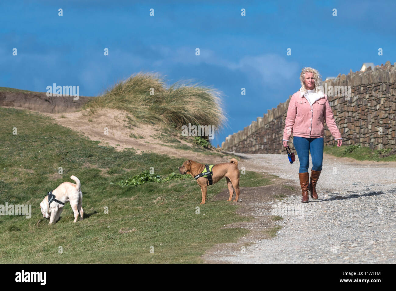 Una donna che cammina il suo pedigree cani Shar-Pei lungo un sentiero in Cornovaglia. Foto Stock