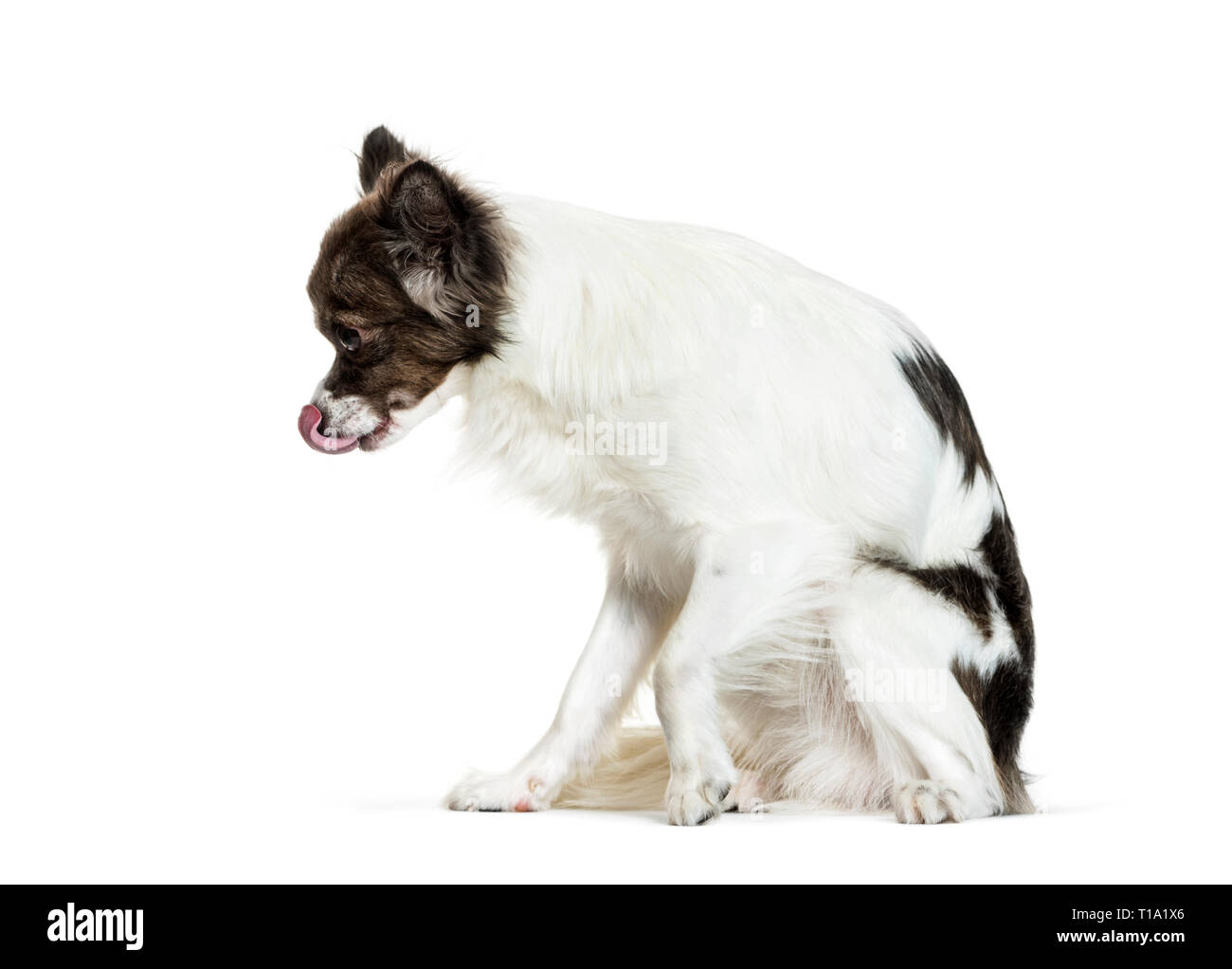 Chihuahua seduto davanti a uno sfondo bianco Foto Stock
