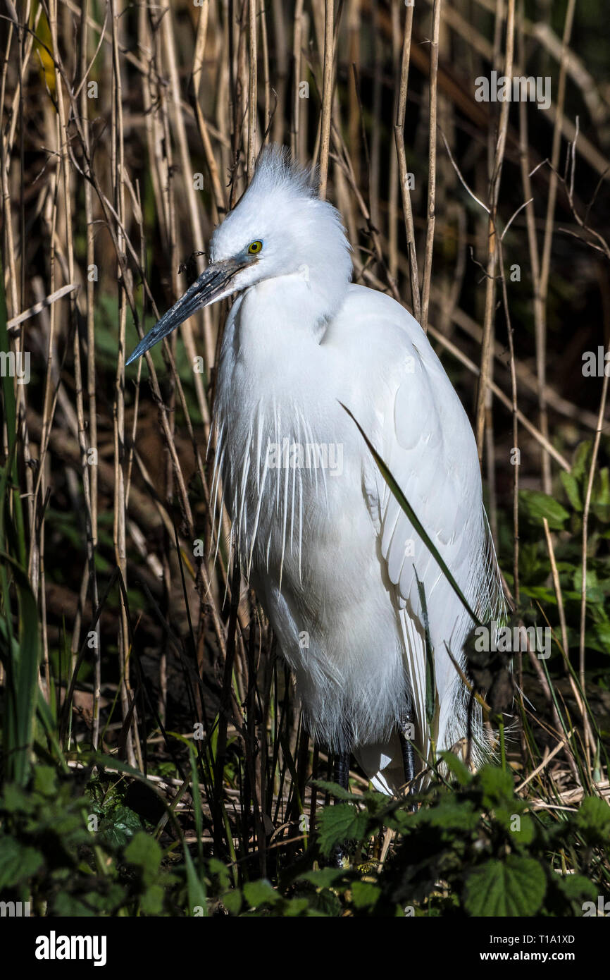 Una Garzetta Egretta garzetta. Foto Stock