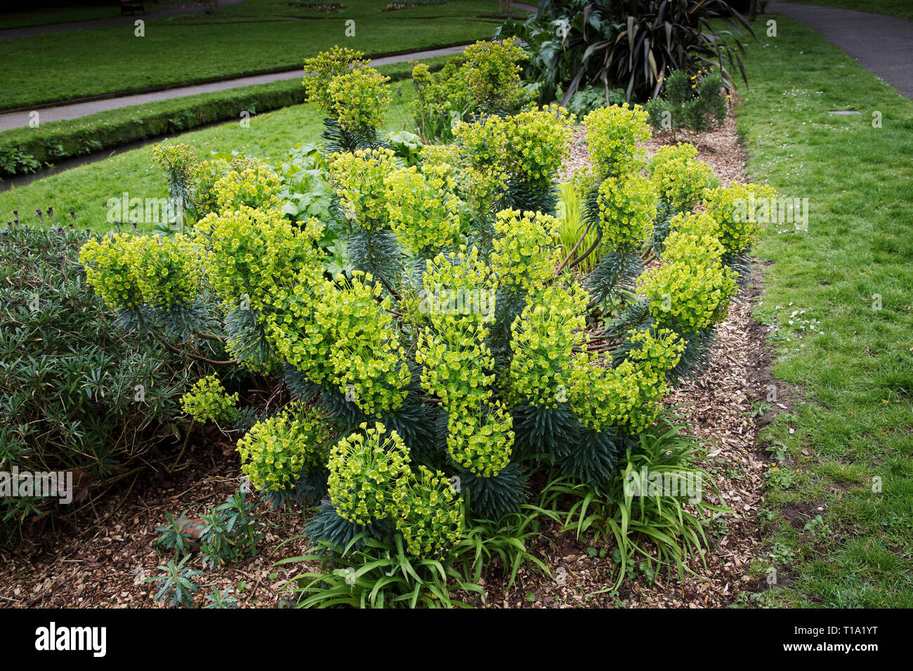 Euphorbia characais subsp. wulfenil in fiore. Foto Stock
