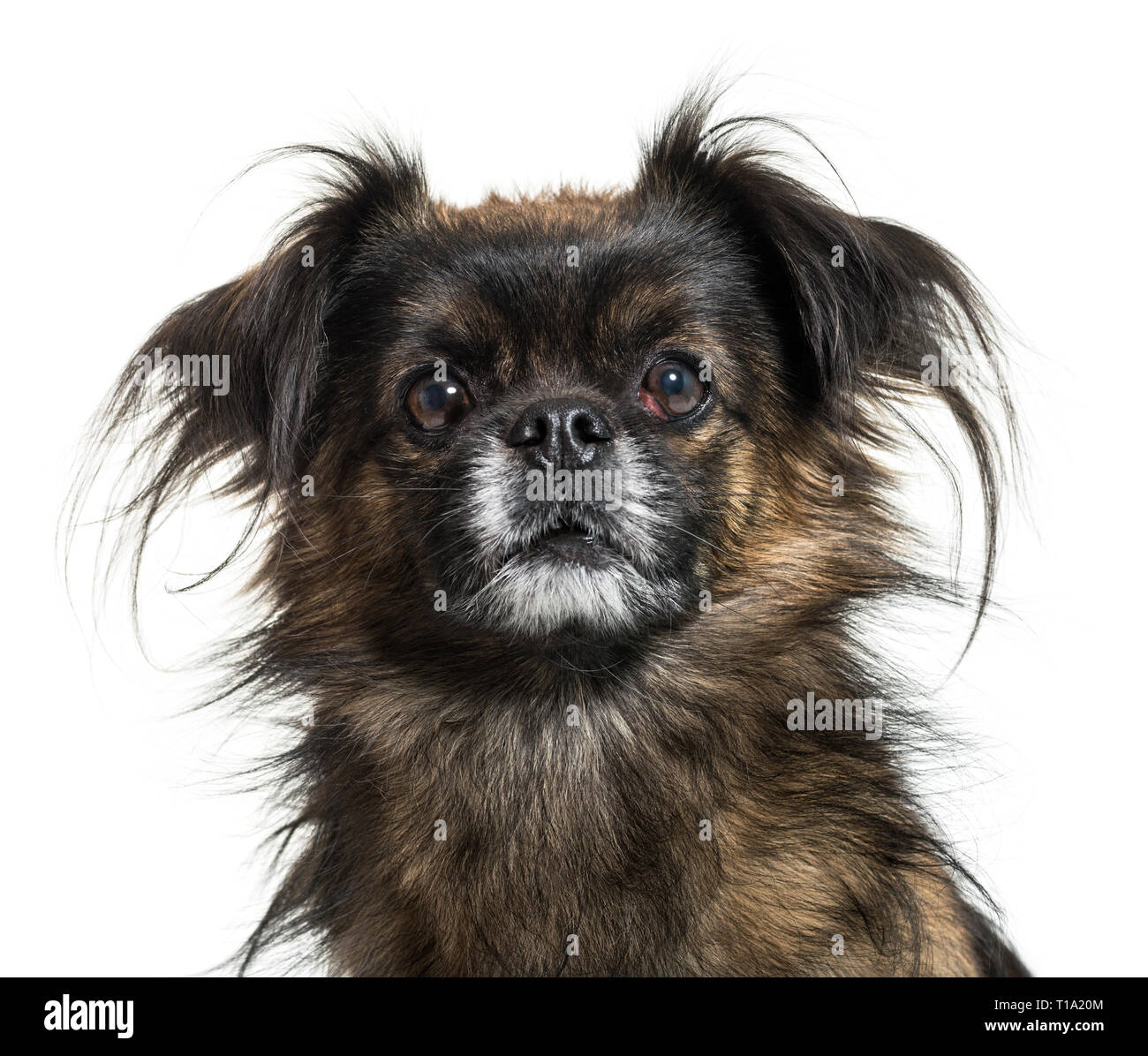 Tibetan spaniel davanti a uno sfondo bianco Foto Stock