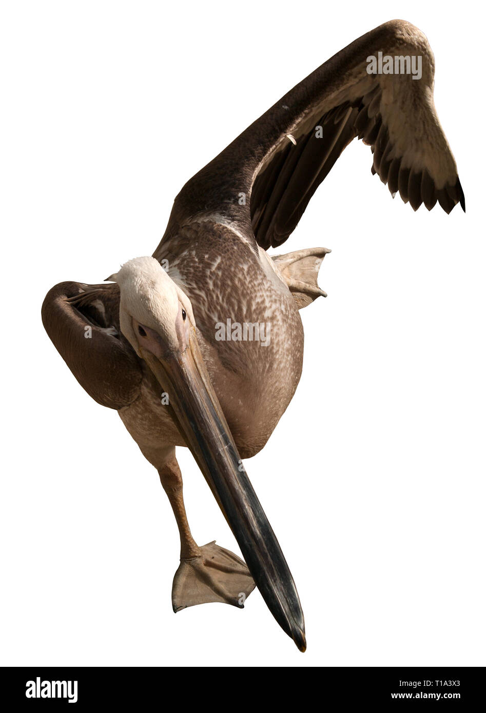 Pelican su una gamba. (Tagliati su sfondo bianco) Foto Stock