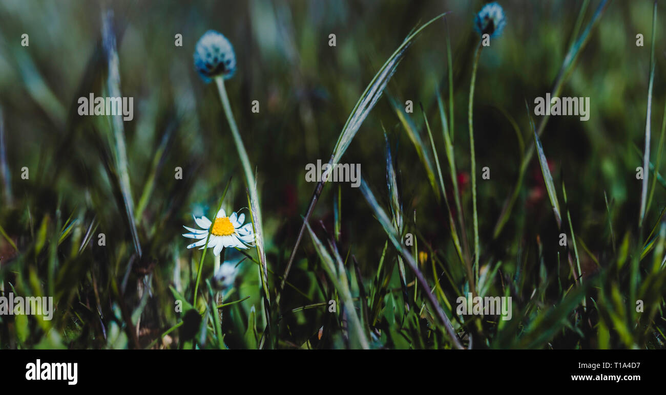 Primo piano di un bellissimo fiore a margherita su una soleggiata giornata di primavera Foto Stock