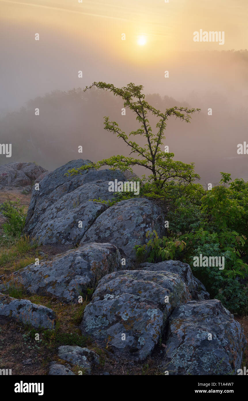 Mattina paesaggio con albero e misty alba sulle rocce Foto Stock