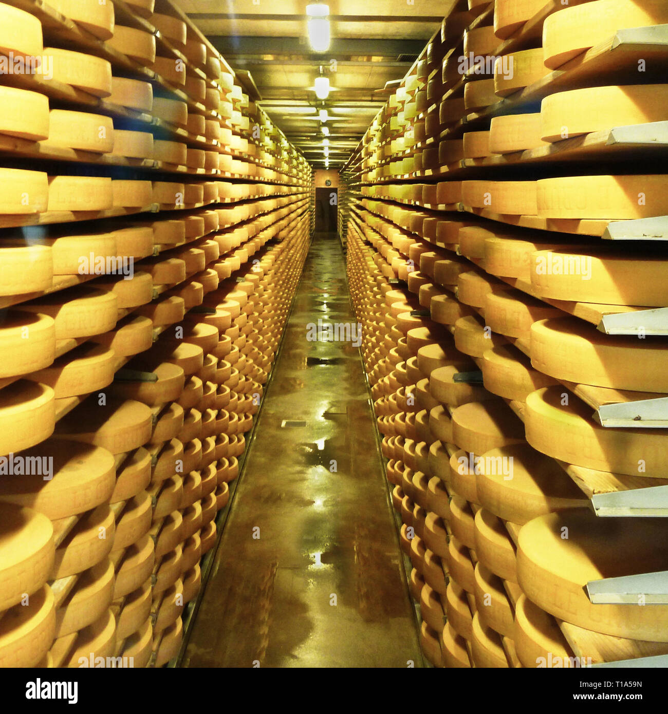 La maison du Gruyere - ripiani con la stagionatura dei formaggi Foto Stock