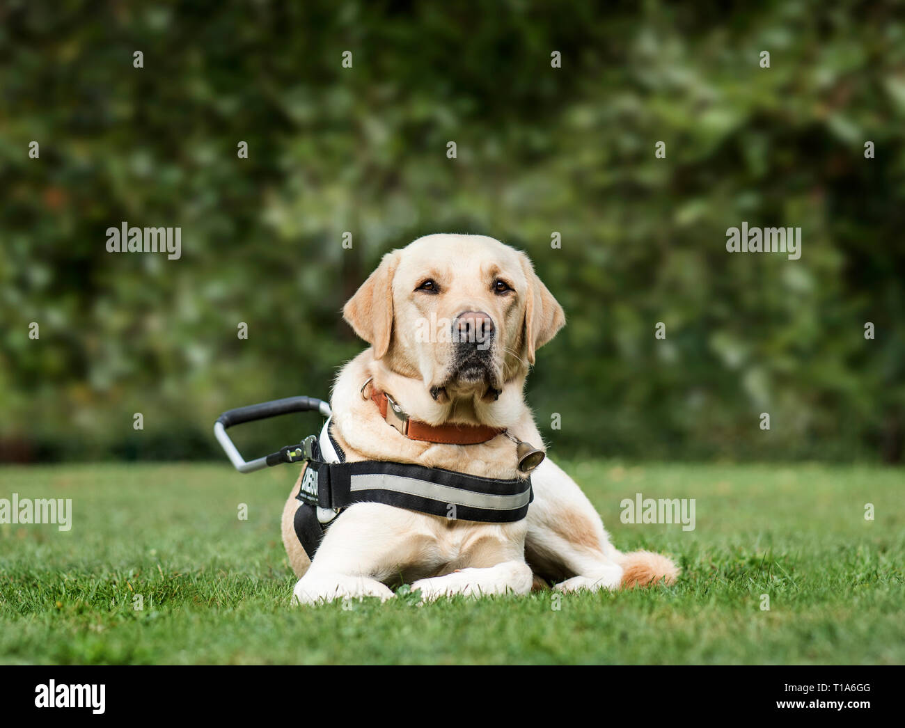 Cane Guida Labrador Retriever, 2 anni, in posizione di stazionamento Foto Stock