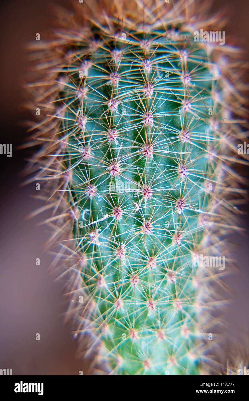 Cactus verde con aghi sporgenti Foto Stock