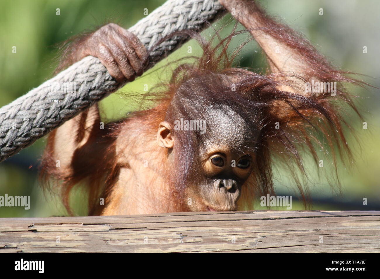 Orangutan del bambino Foto Stock