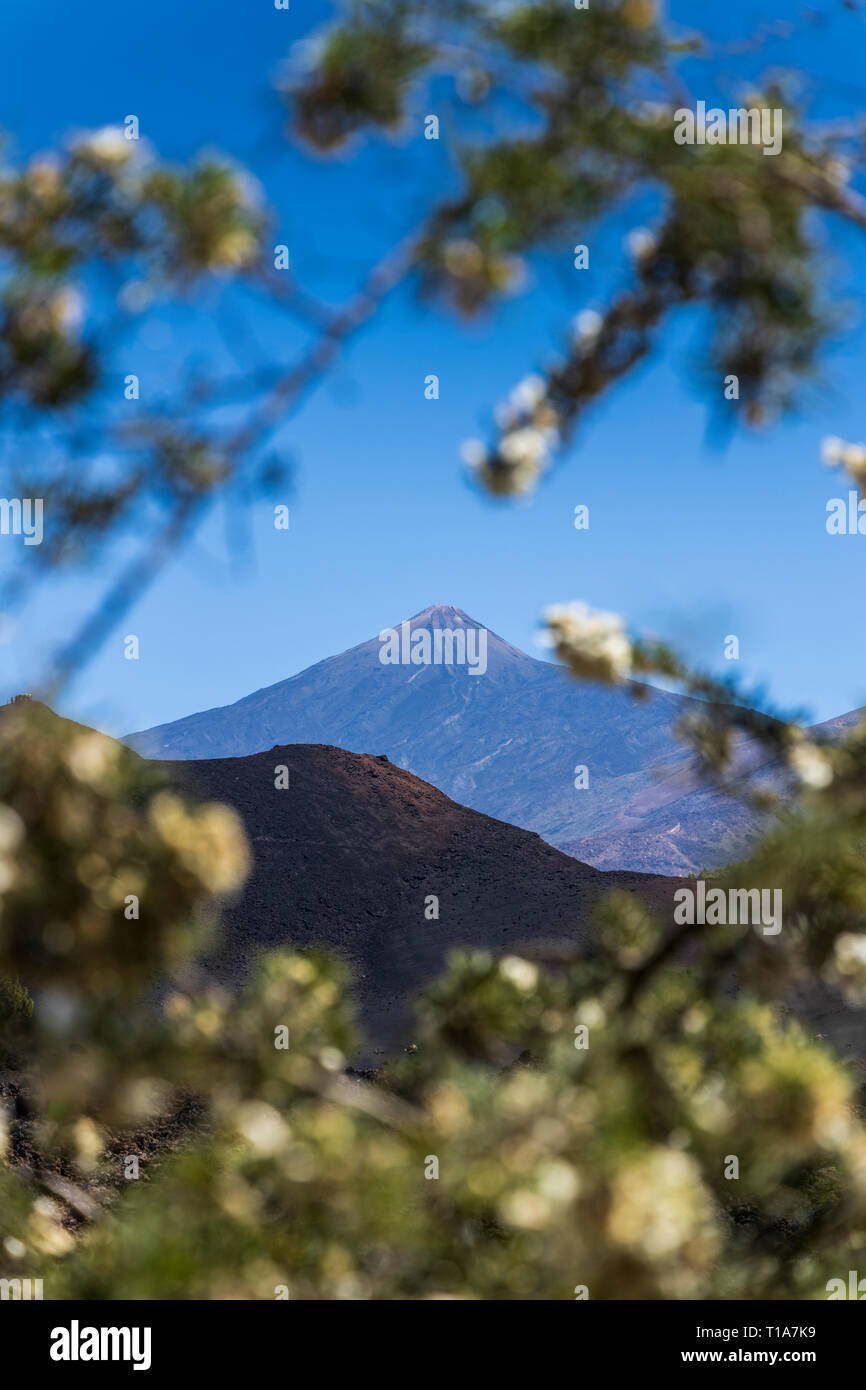 Il monte Teide e il vulcano Chinyero visto attraverso i rami di una fioritura Chamaecytisus proliferus arbusto nel paesaggio vulcanico, Chinyero, Tene Foto Stock