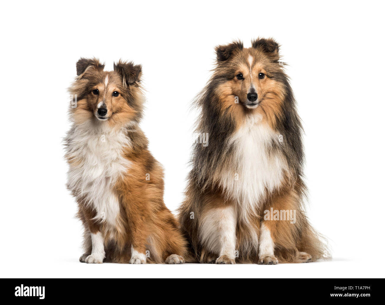 Sheepdog Shetland, 3 anni e 6 mesi di età, seduto di fronte a uno sfondo bianco Foto Stock