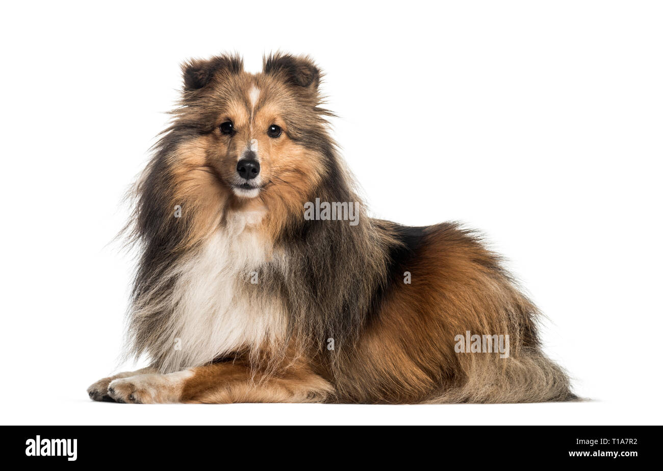 Sheepdog Shetland, 3 anni e 6 mesi di età, disteso di fronte a uno sfondo bianco Foto Stock