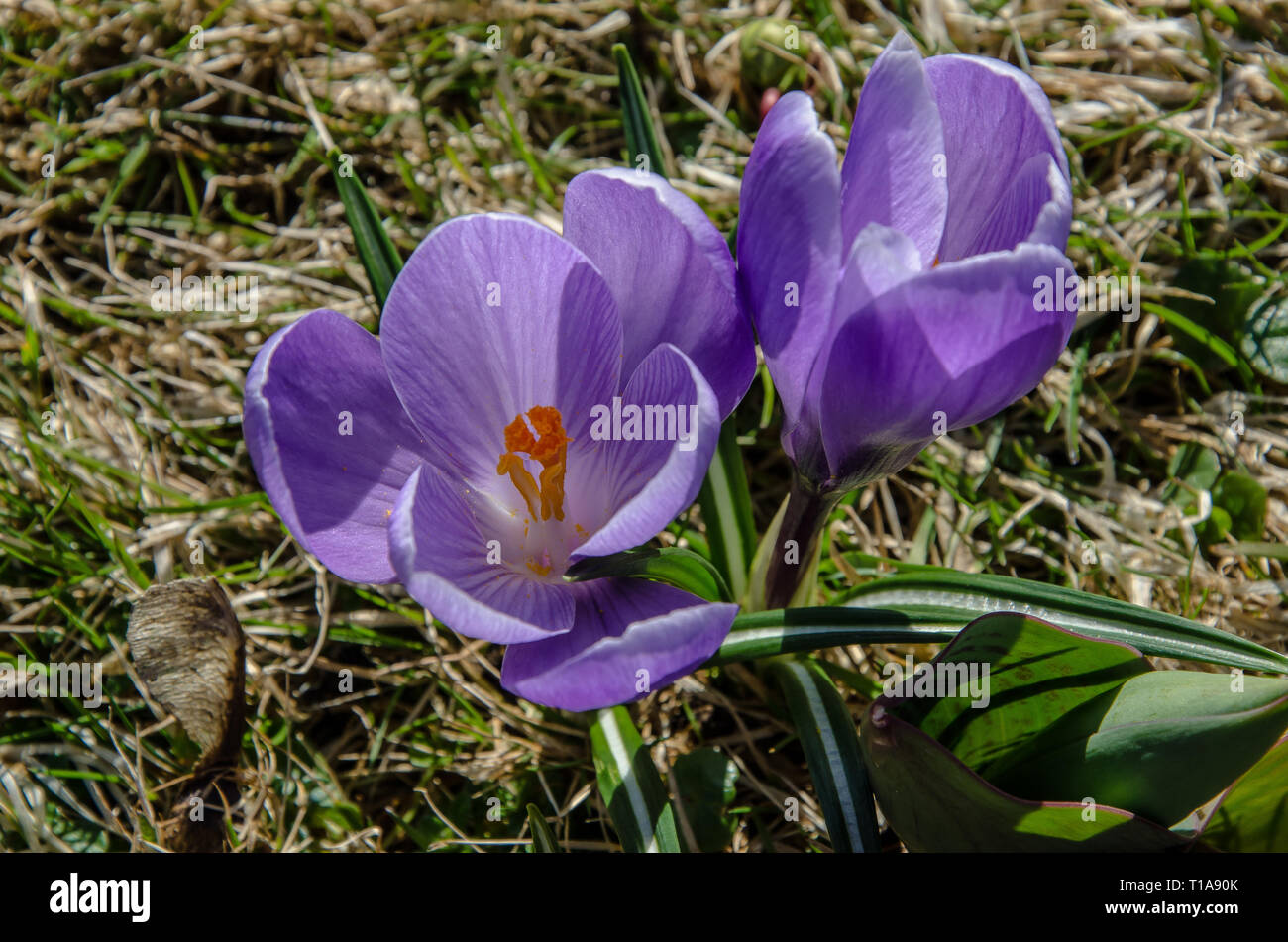 Crocus un genere di piante fiorite in iris famiglia comprendente 90 specie di piante perenni crescente da Cormòns. Molti sono coltivate per i loro fiori. Foto Stock