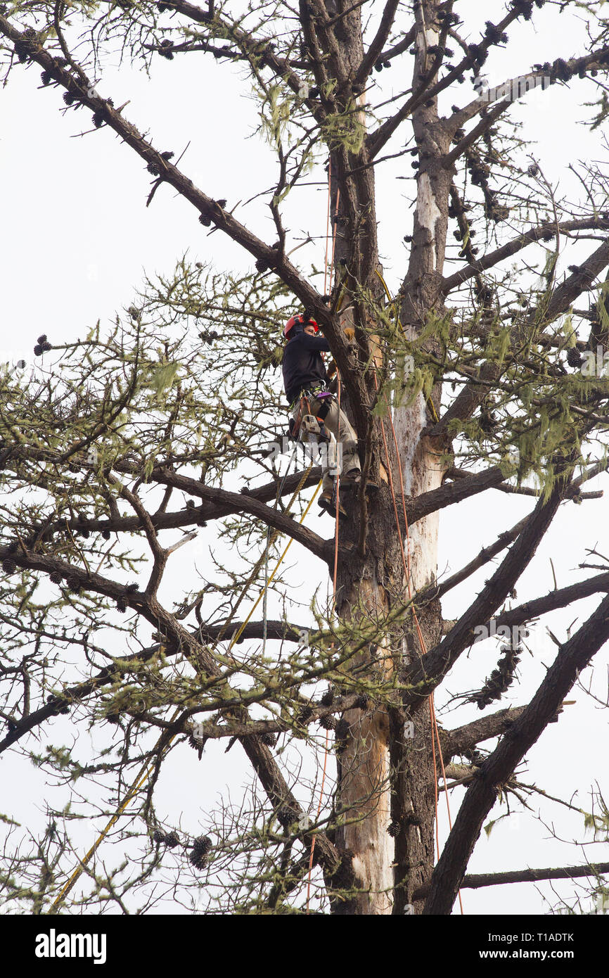 Rimozione alberi lavoratore alta in alti morti Monterey Pine Tree Foto Stock