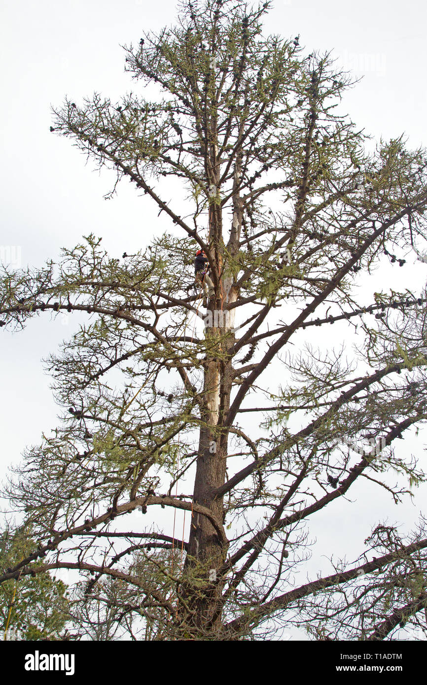 Rimozione alberi lavoratore alta in alti morti Monterey Pine Tree Foto Stock