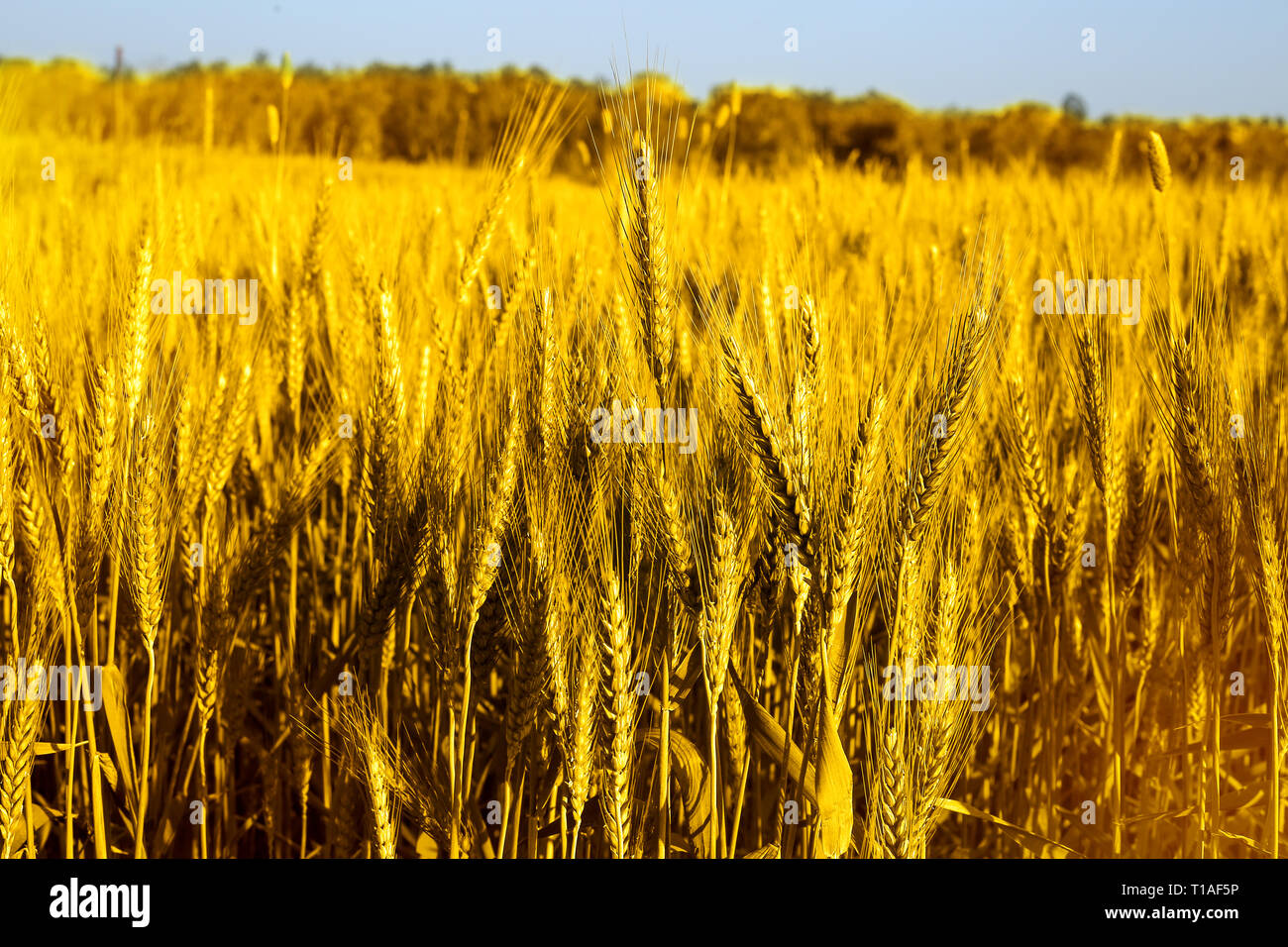Ritratto di campi di grano per baisakhi. Foto Stock