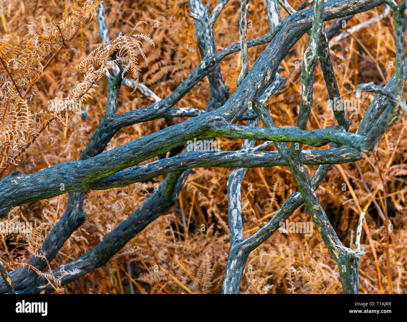 Aquila Marrone fern con nero morti gorse rami dopo un incendio di foresta nel parco nazionale di New Forest, Inghilterra. Foto Stock