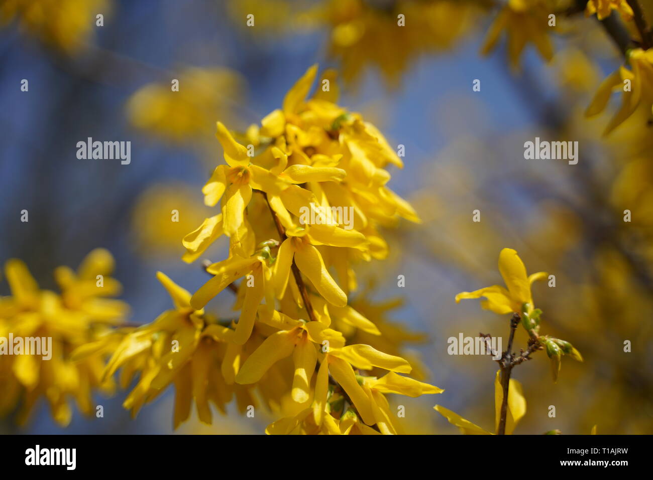 Giallo di forsitia fioritura in primavera a Pasqua Foto Stock