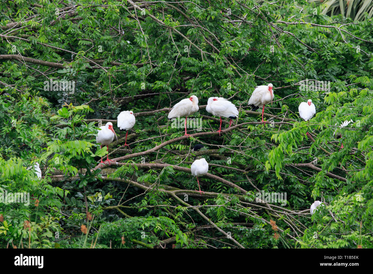 Ibis bianco ( Eudocimus albus) sono ' appollaiati in una struttura ad albero. Foto Stock