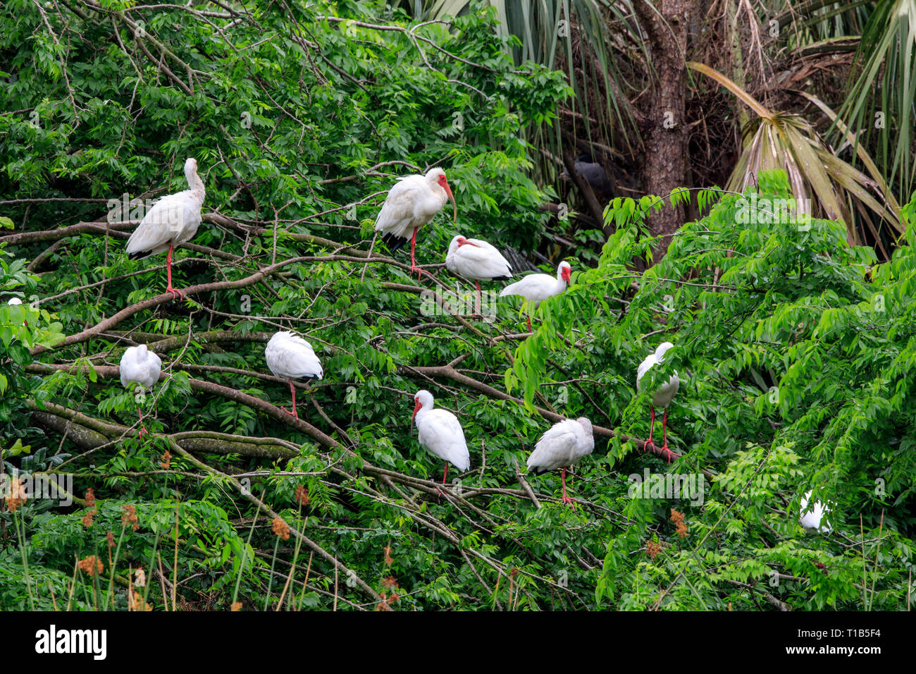 Ibis bianco ( Eudocimus albus) sono ' appollaiati in una struttura ad albero. Foto Stock