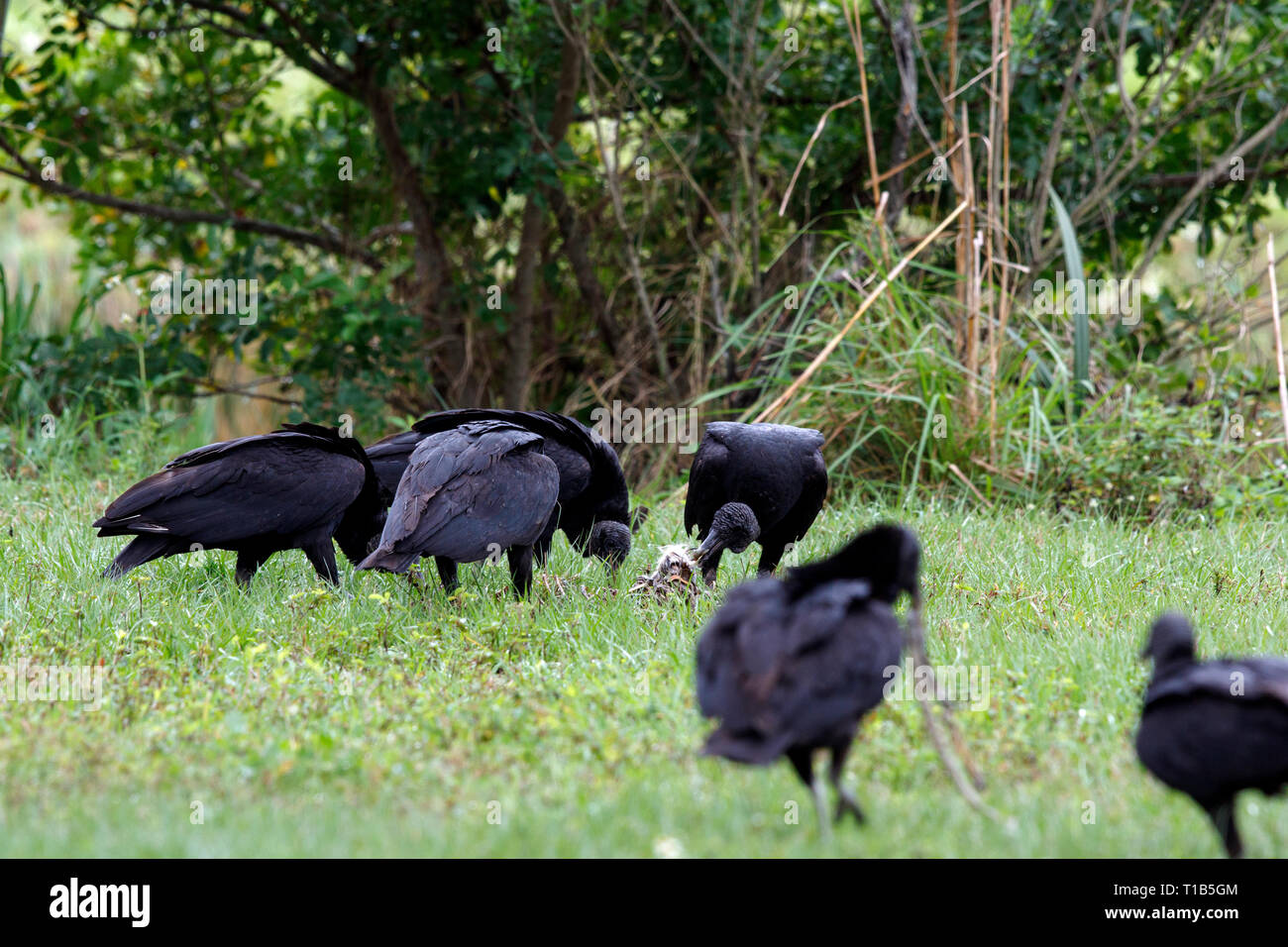 Avvoltoio nero (Coragyps atratus) alimentazione su un dead armadillo. Foto Stock
