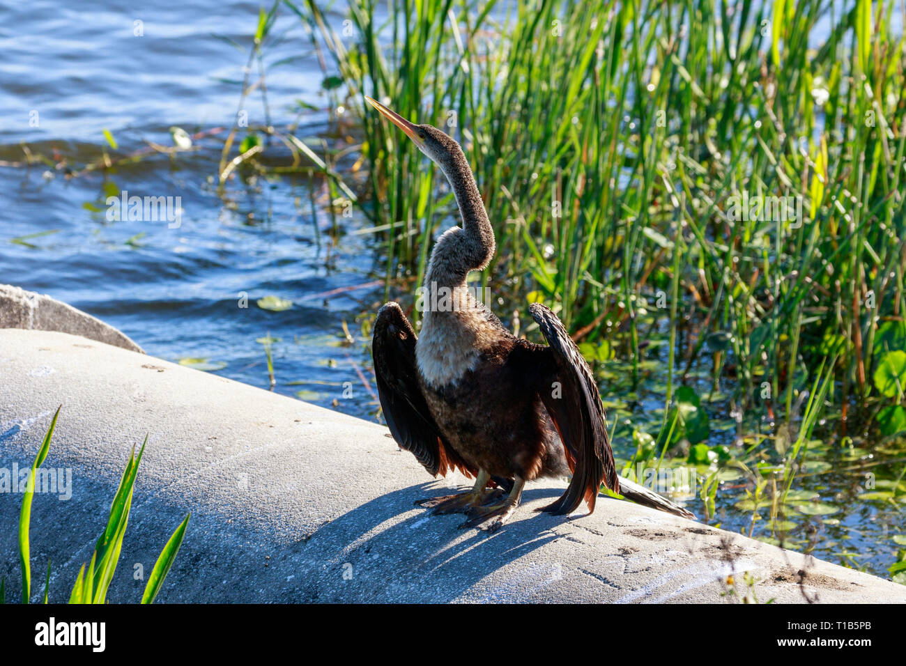 Anhinga (Anhinga anhinga) ensoleillement stesso. Foto Stock