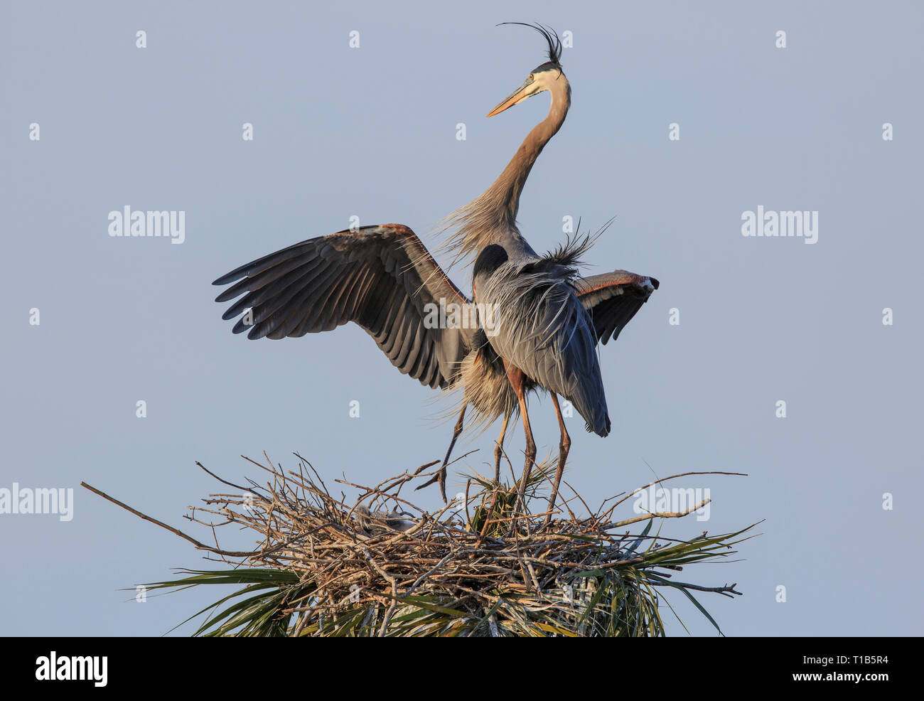 Coppia accoppiata di grandi aironi blu (Ardea erodiade) a nido con due giovani pulcini (non visibile) Foto Stock