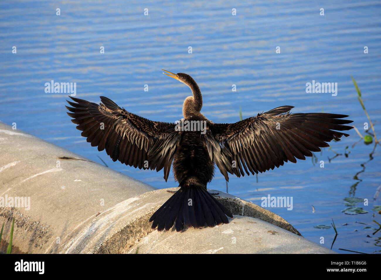 Anhinga (Anhinga anhinga) ensoleillement stesso. Foto Stock