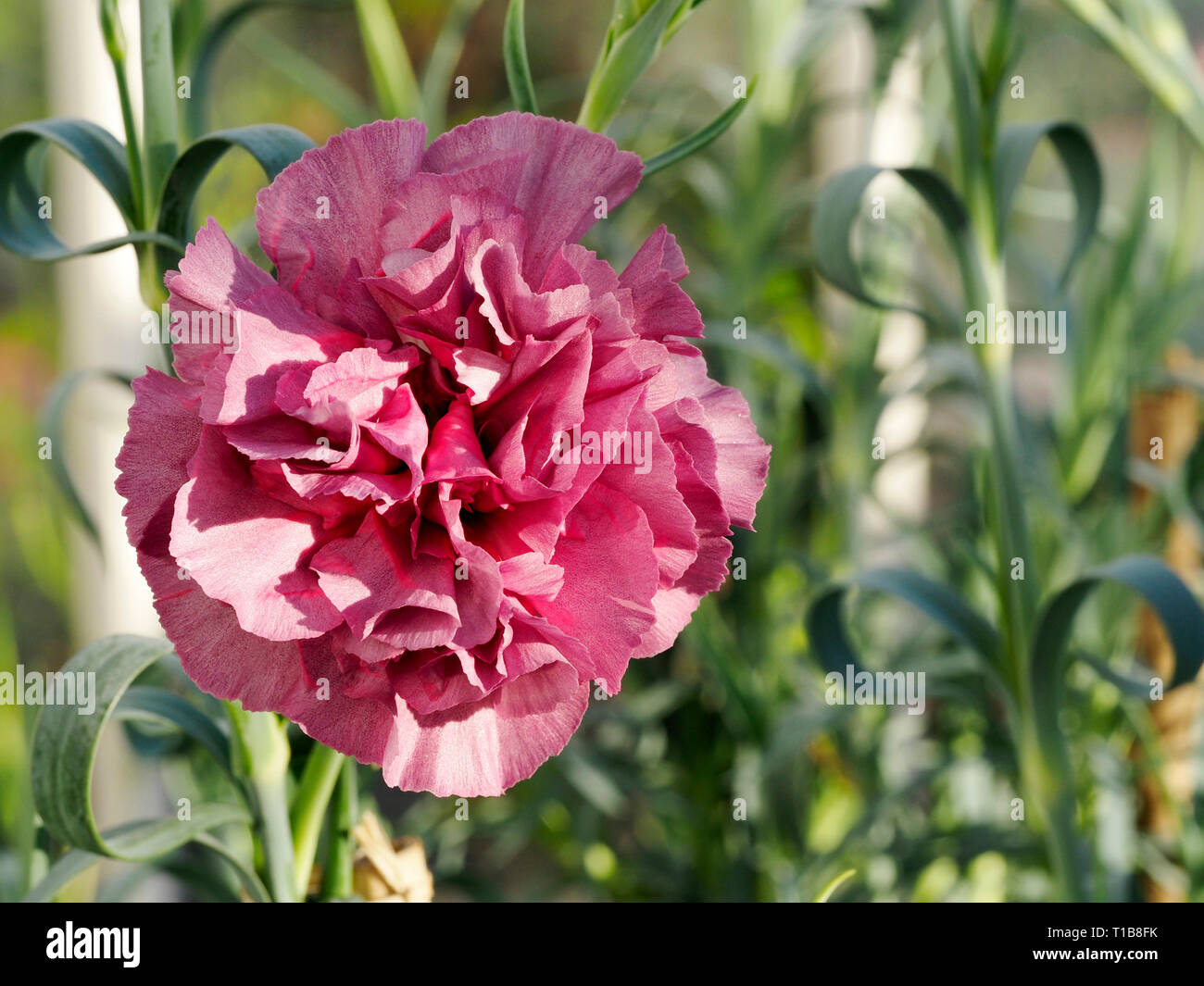 Un grande dianthus fiori di garofano tipo prevede una mostra di viola pallido in una serra di grandi dimensioni Foto Stock