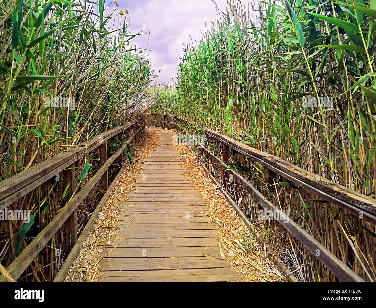 Il Boardwalk passerella di legno nel mezzo di vegetazione conduce verso il destino Foto Stock