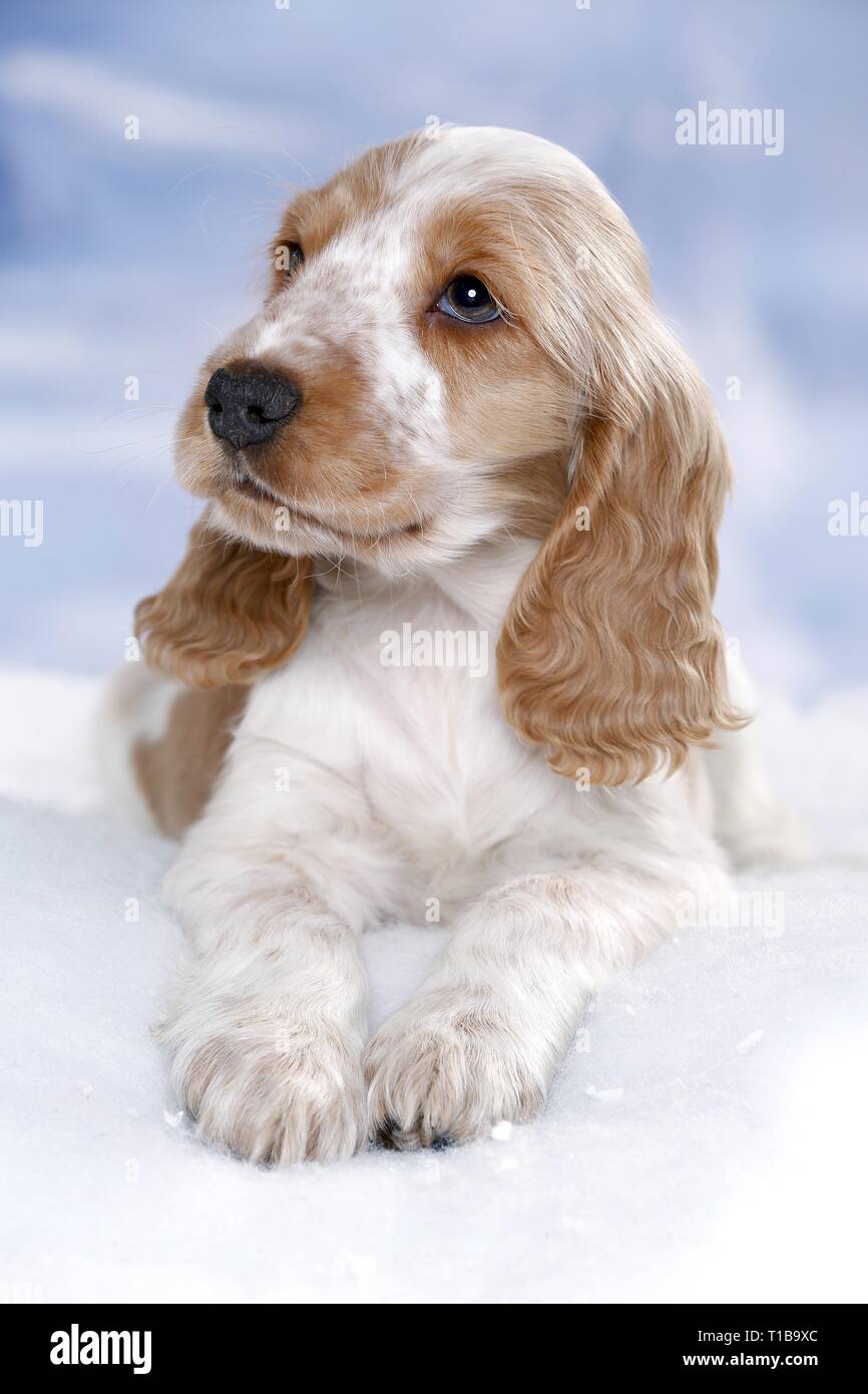 English Cocker Spaniel nella neve Foto Stock
