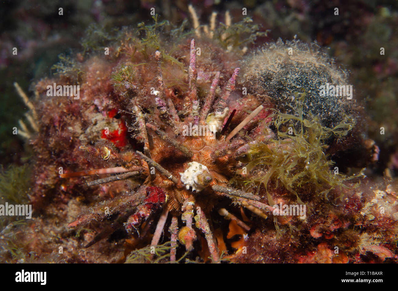 Lancia rosso Urchin, Stylocidaris affinis, Cidaridae, Tor Paterno Area Marina Protetta, Roma, Italia, Mare Mediterraneo Foto Stock