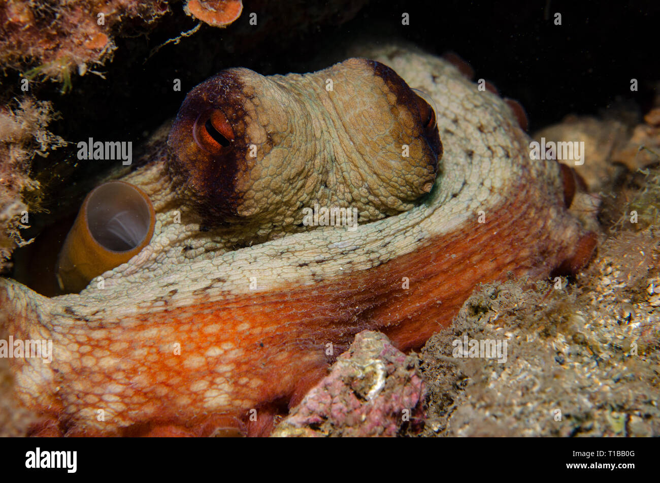 Polpo, Octopus vulgaris,Octopodidae, Tor Paterno Area Marina Protetta, Roma, Italia, Mare Mediterraneo Foto Stock
