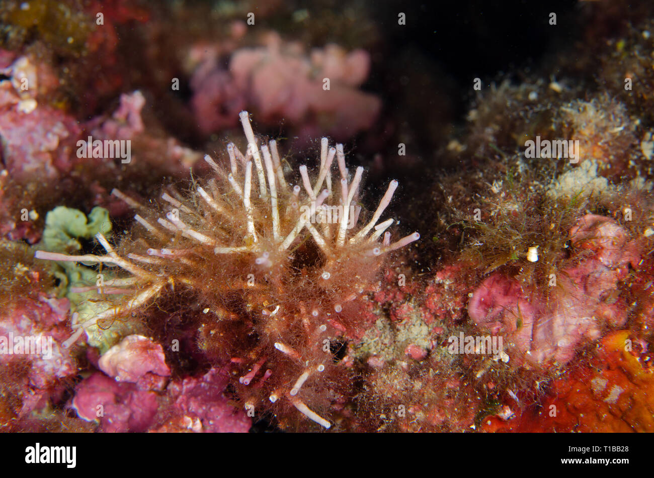 Mediterraneo alghe, Tricleocarpa fragilis, Galaxauraceae, Tor Paterno Area Marina Protetta, Roma, Italia, Mare Mediterraneo Foto Stock