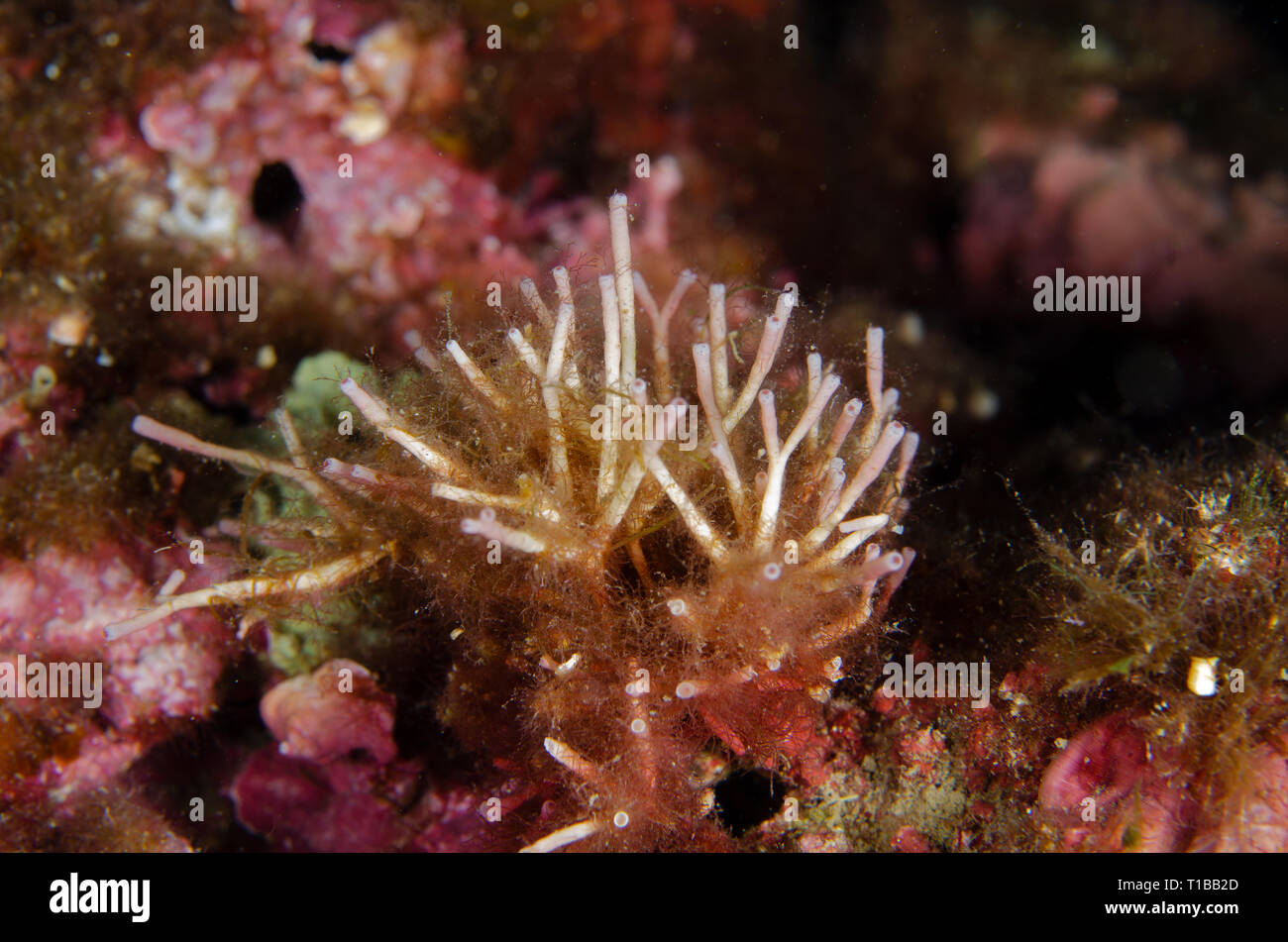Mediterraneo alghe, Tricleocarpa fragilis, Galaxauraceae, Tor Paterno Area Marina Protetta, Roma, Italia, Mare Mediterraneo Foto Stock