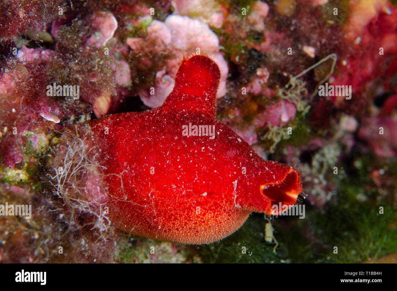 Mar Rosso-squirt, Halocynthia papillosa, Pyuridae. Tor Paterno Area Marina Protetta, Roma, Italia, Mare Mediterraneo Foto Stock