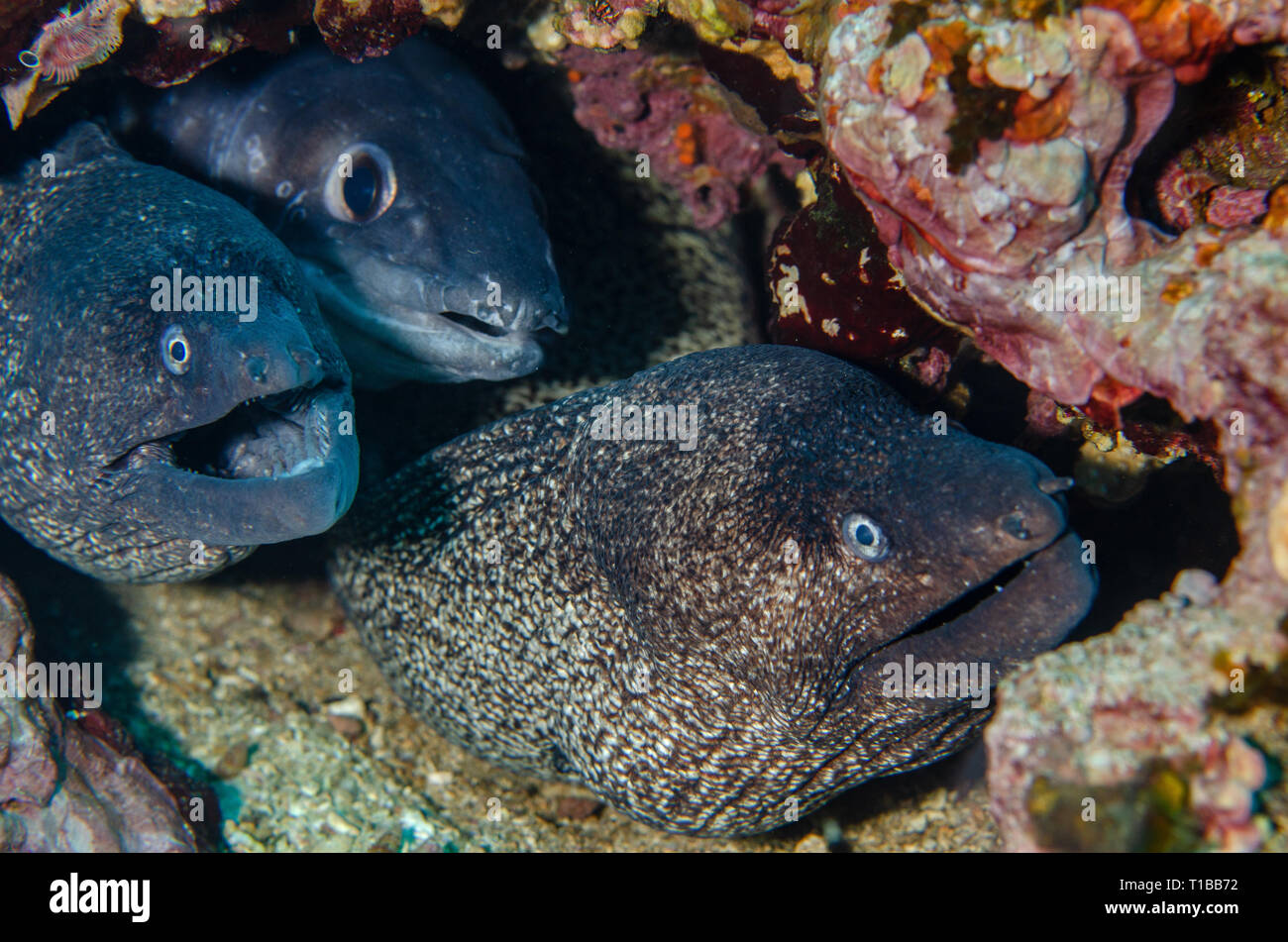 Murena mediterranea, Muraena helena, Muraneidae, grongo, Conger conger, Congridae, Tor Paterno Area Marina Protetta, Roma, Italia, Mare Mediterraneo Foto Stock