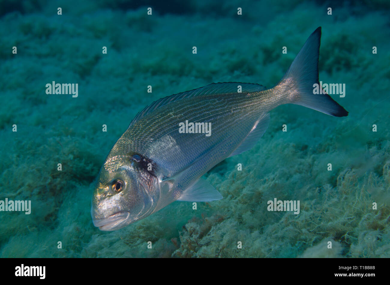 Orata, Sparus aurata, saraghi, Tor Paterno Area Marina Protetta, Roma, Italia, Mare Mediterraneo Foto Stock