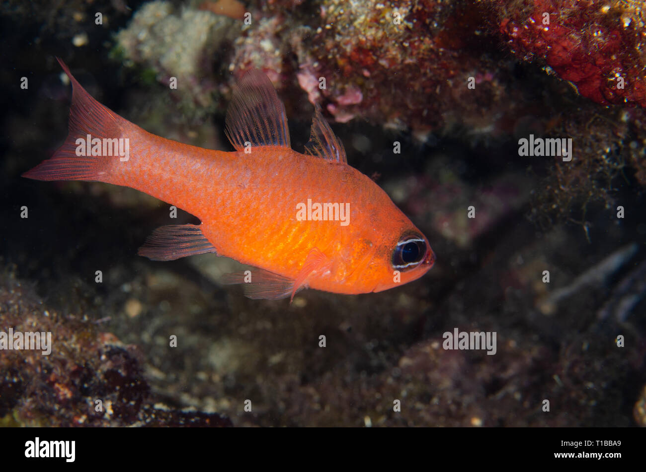 Pesci cardinale, o re di triglie, Apogon imberbis, Apogonidae, Tor Paterno Area Marina Protetta, Roma, Italia, Mare Mediterraneo Foto Stock