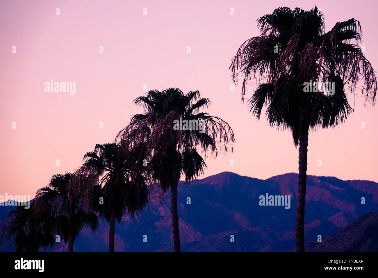 Palme e San Jacinto Mountains al tramonto vicino a Palm Springs California Foto Stock