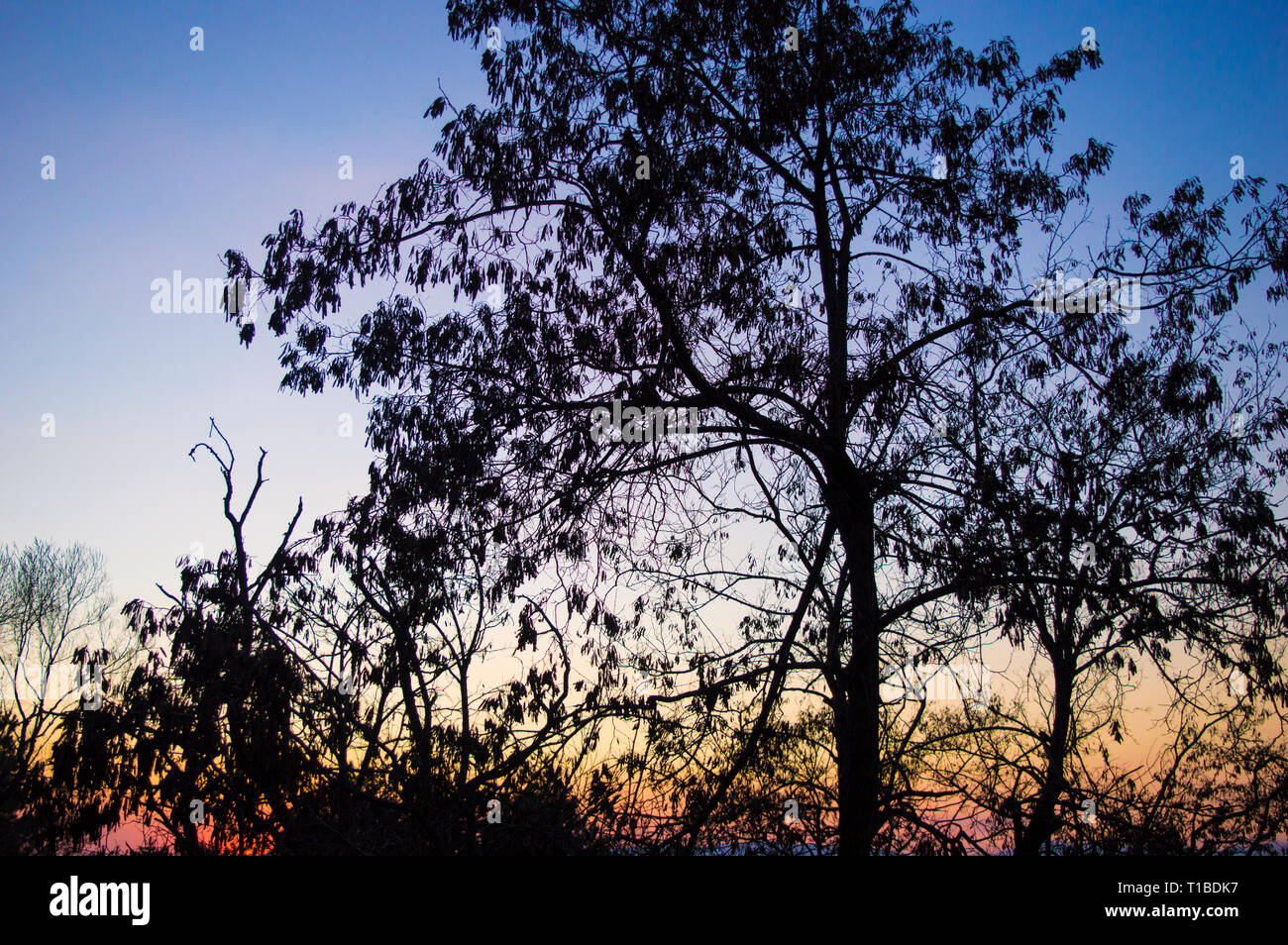 Alberi al tramonto. Ora d'oro. Foto Stock