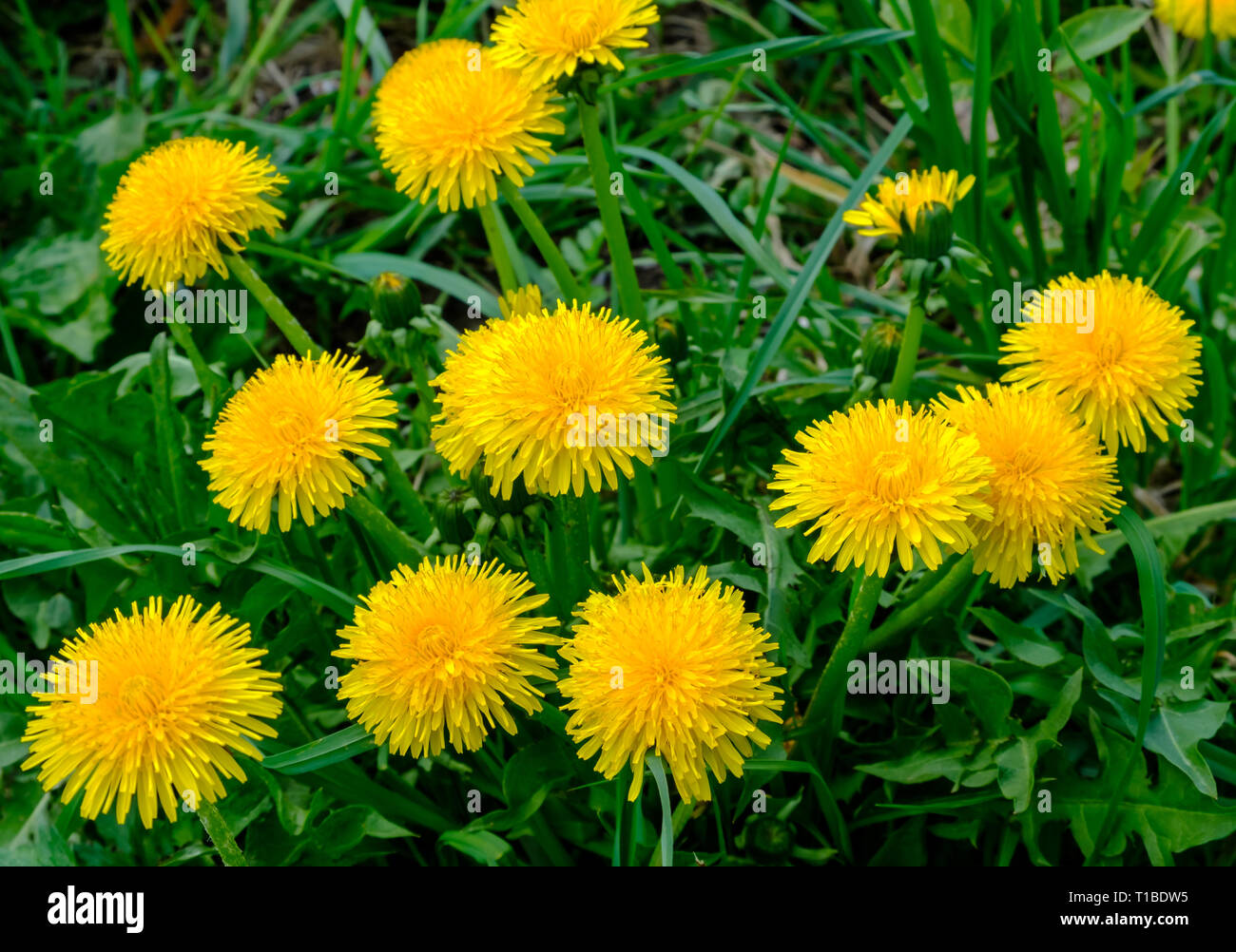 Un sacco di fioritura di tarassaco giallo su un prato verde. Foto Stock