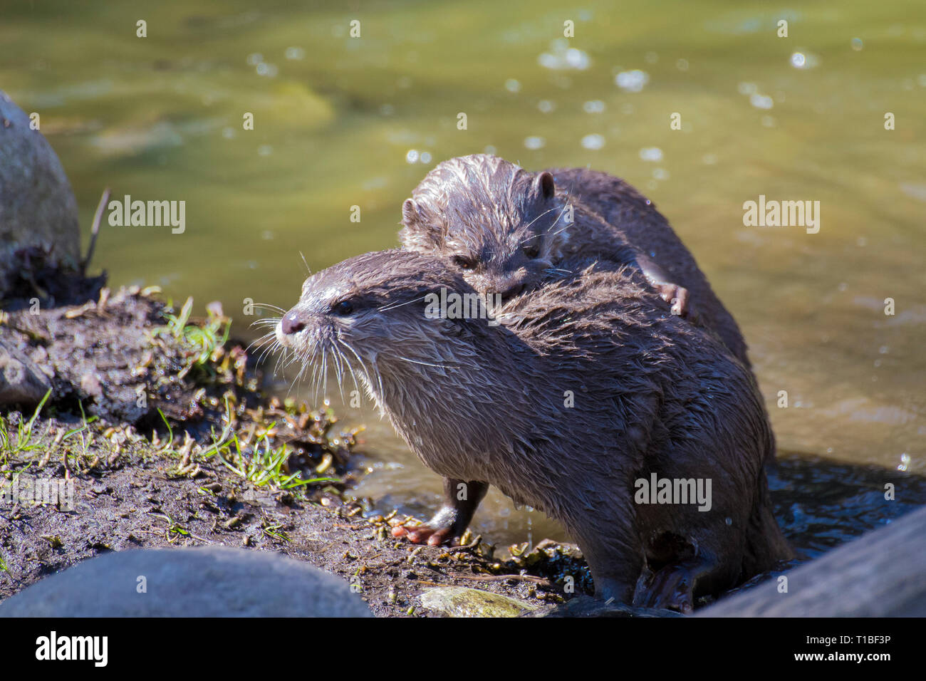 Due adulti di le Lontre Asiatiche dai piccoli artigli giocando sul lato del fiume. Foto Stock