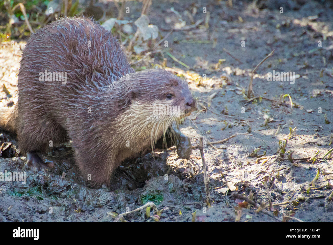 Un adulto di piccolo asiatico-artigliato otter sul lato del fiume. Foto Stock