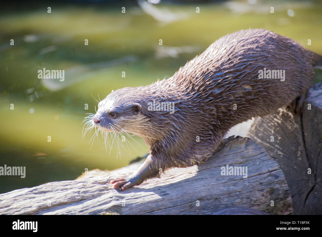 Un adulto di piccolo asiatico-artigliato otter camminando su un registro sul lato del fiume. Foto Stock