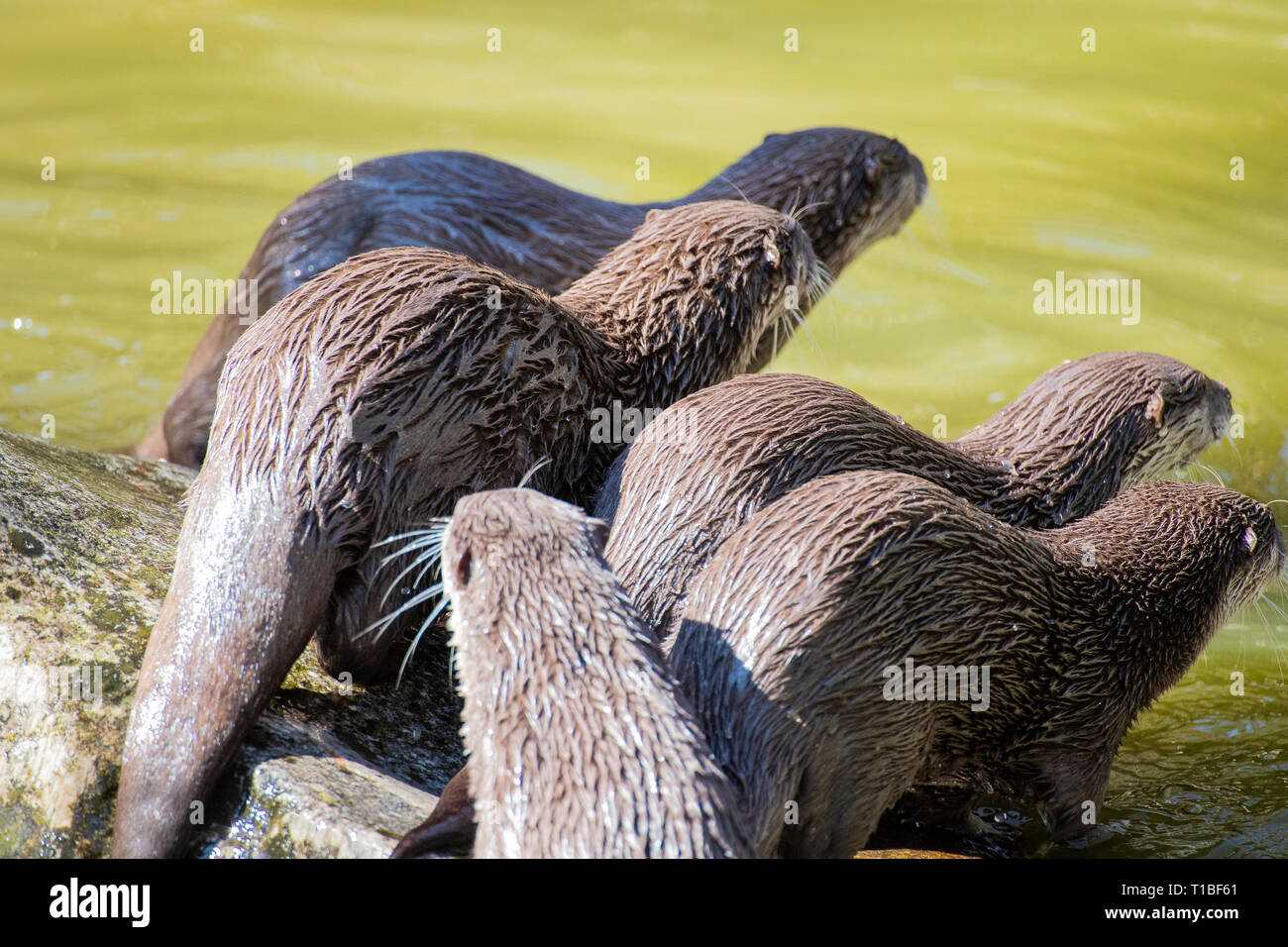 Un gruppo di adulti di le Lontre Asiatiche dai piccoli artigli sul lato del fiume. Vista posteriore. Foto Stock