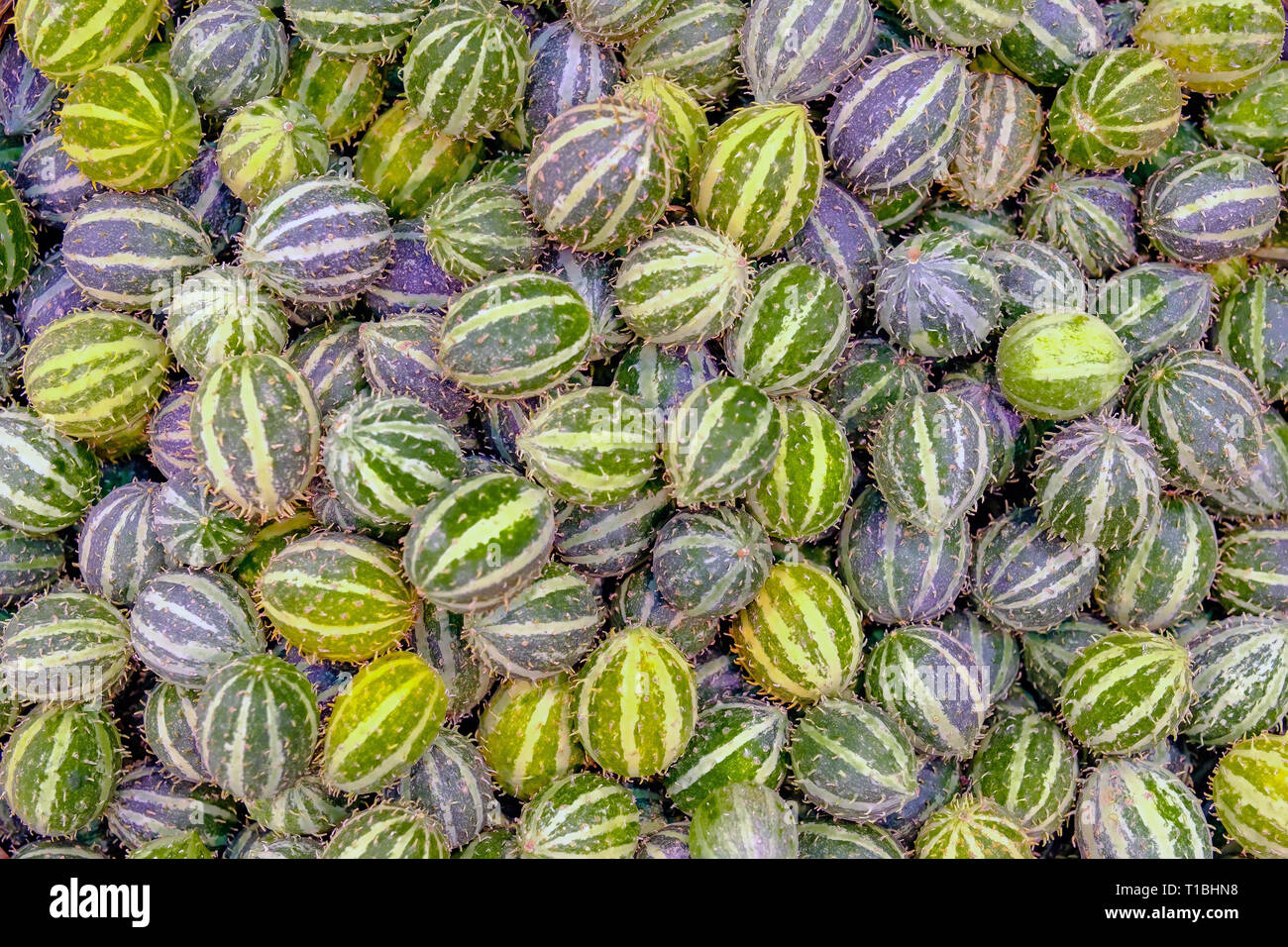 Verdure esotiche anguria. Foto Stock