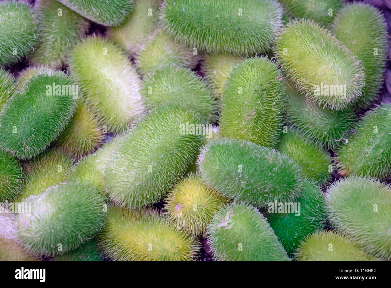 Verdure esotiche anguria. Foto Stock