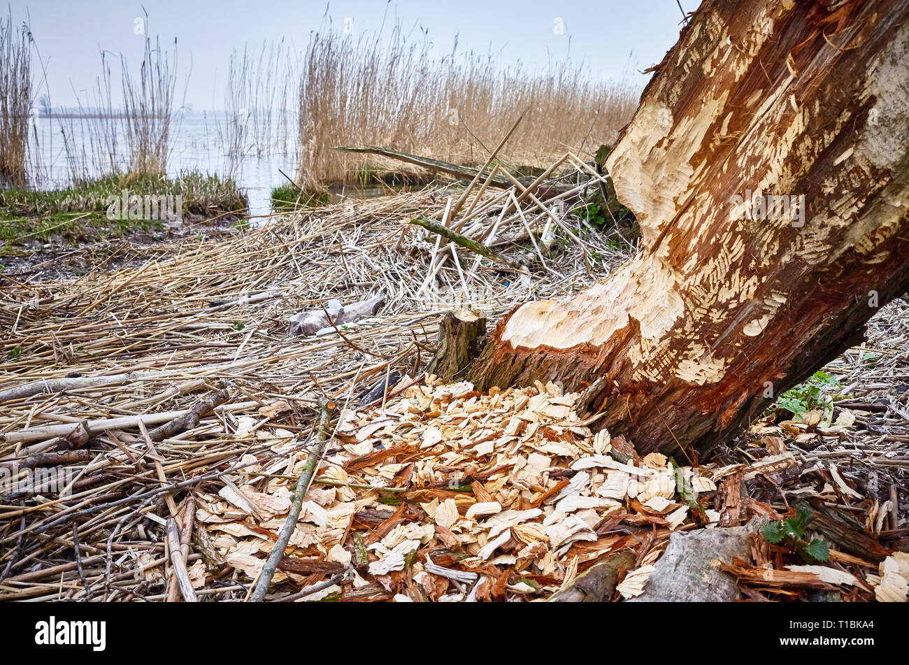 Albero rosicchiati dai castori con visibili segni di denti e trucioli di legno. Foto Stock