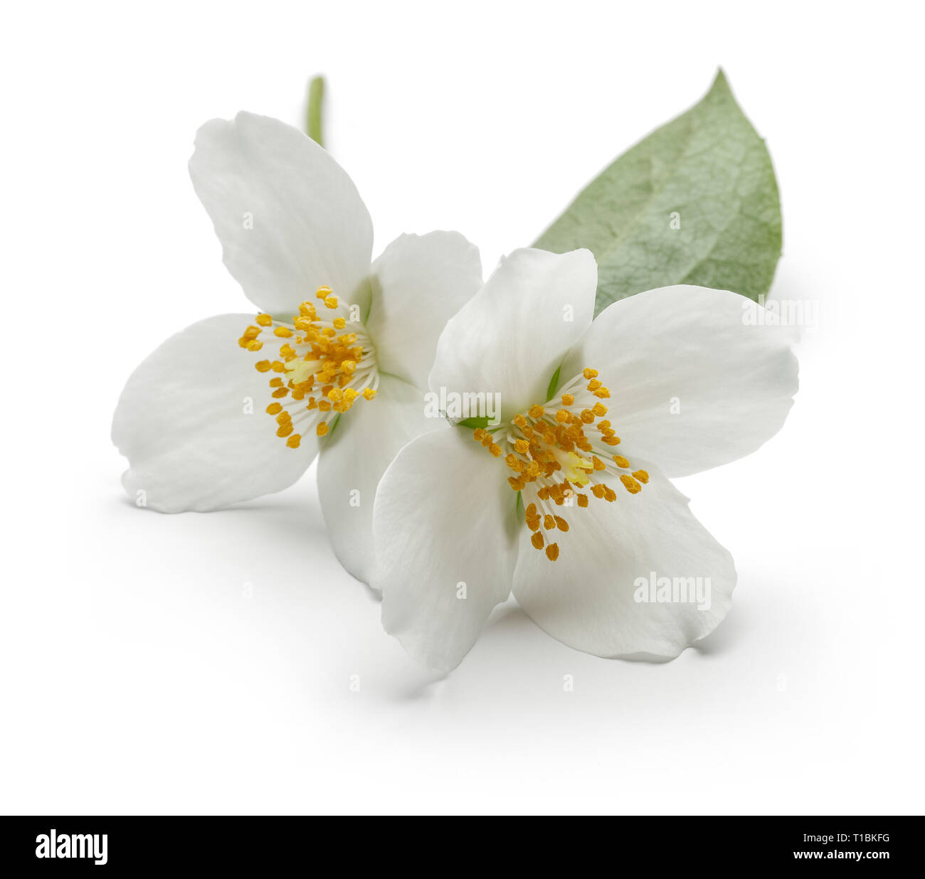 White Jasmine fiore con foglia verde isolato su sfondo bianco Foto Stock