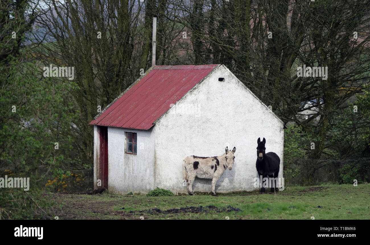 Due asini in un campo a Jonesborough sul confine tra Dundalk nella Repubblica di Irlanda e Newry in Irlanda del Nord. Foto Stock